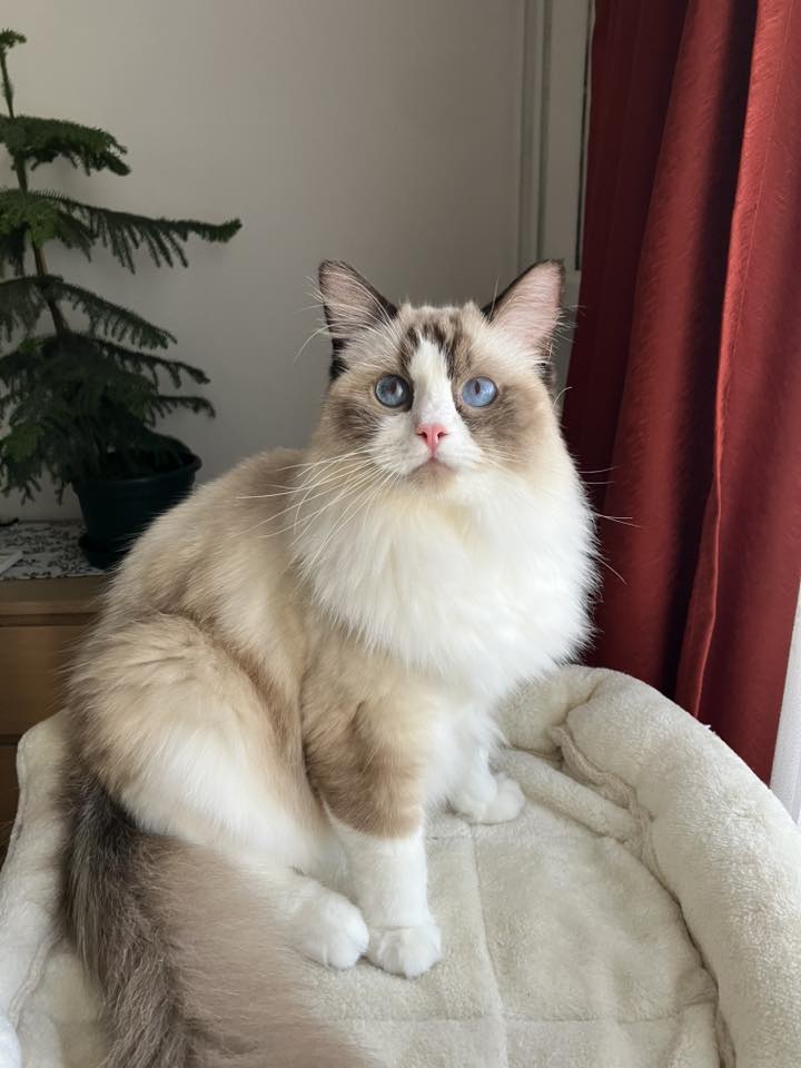 /images/Galeria/Ragdoll Rajongók Rezidenciája/10 Zsófia Huszár - Tódi.jpg